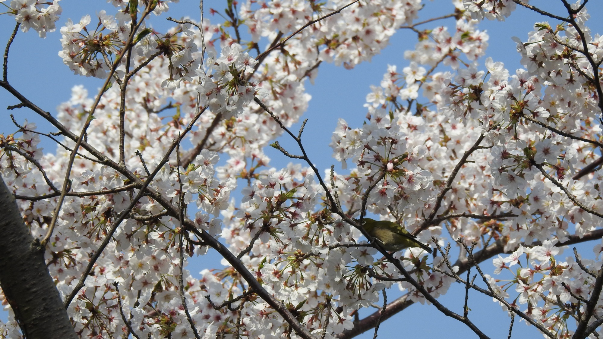 つぐみ社労士事務所はあなたの今をサポートします